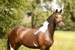 Super knappe 5 jarige e pony merrie, Dieren en Toebehoren, Pony's, Merrie, E pony (1.48m - 1.57m), Gechipt, 3 tot 6 jaar