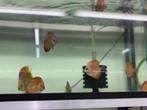 discusvis,discusvissen, Dieren en Toebehoren, Vissen | Aquariumvissen, Vis, Zoetwatervis, Schoolvis