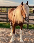 Verzorg(st)er gezocht! 🦄, Ophalen, Recreatie