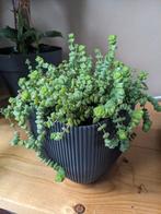 Crassula marnieriana ‘Hottentot’ - stekjes vetplant, Ophalen, Zo goed als nieuw