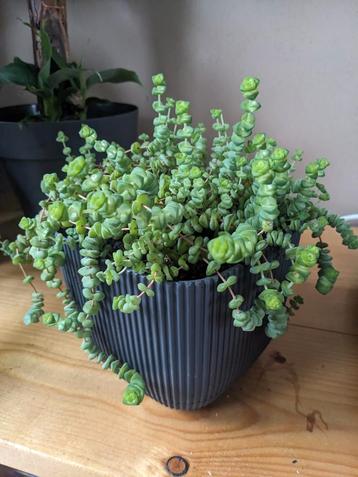 Crassula marnieriana ‘Hottentot’ - stekjes vetplant beschikbaar voor biedingen