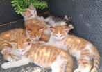 Mooie, lieve, tamme, rood/witte kittens te koop!, Dieren en Toebehoren, Katten en Kittens | Overige Katten, Meerdere dieren, Kortharig