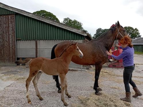 Super groot spring gefokt hengstveulen. Ryan x Jenssen vdl, Dieren en Toebehoren, Paarden, Hengst, Niet van toepassing, 170 tot 175 cm