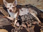 Zeldzame Bleu Merle Chihuahua Puppy’s, Dieren en Toebehoren, Honden | Chihuahua's en Gezelschapshonden, Rabiës (hondsdolheid)
