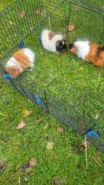 3 cavia beertjes moeten met spoed weg ivm opname 20/11, Dieren en Toebehoren, Cavia, April, Mannelijk, Tam
