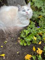 Ragdoll kitten te Koop, Dieren en Toebehoren, Katten en Kittens | Raskatten | Langhaar, Meerdere dieren, Ontwormd, 0 tot 2 jaar