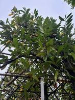 Prunus L. Caucasica leiboom, Tuin en Terras, Halfschaduw, Overige soorten, 100 tot 250 cm, Ophalen