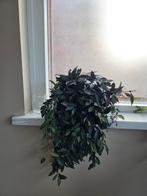 Hoya (rosita) mooi donker blad, Ophalen