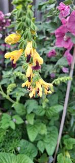 Salvia Bullynea, Ophalen of Verzenden, Zaad