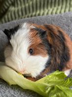 Ch teddy zeugje, Dieren en Toebehoren, Cavia, Vrouwelijk, Januari, Tam