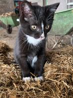 Lieve boerderij kittens, Dieren en Toebehoren, Katten en Kittens | Overige Katten, Meerdere dieren, Kortharig, 0 tot 2 jaar