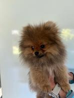 Prachtige rasechte  mini pomeriaan puppy’s bear face, België, Particulier, Reu, 8 tot 15 weken