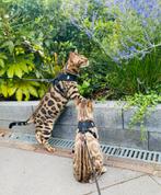Twee Bengalen zoeken een voor altijd thuis, Dieren en Toebehoren, Meerdere dieren, Met stamboom, 3 tot 5 jaar
