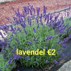 Lavendel, Tuin en Terras, Planten | Tuinplanten, Ophalen of Verzenden, Zomer, Overige soorten, Volle zon