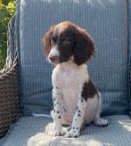 Hele mooie HEIDEWACHTEL pups, Nederland, Overige rassen, CDV (hondenziekte), 8 tot 15 weken