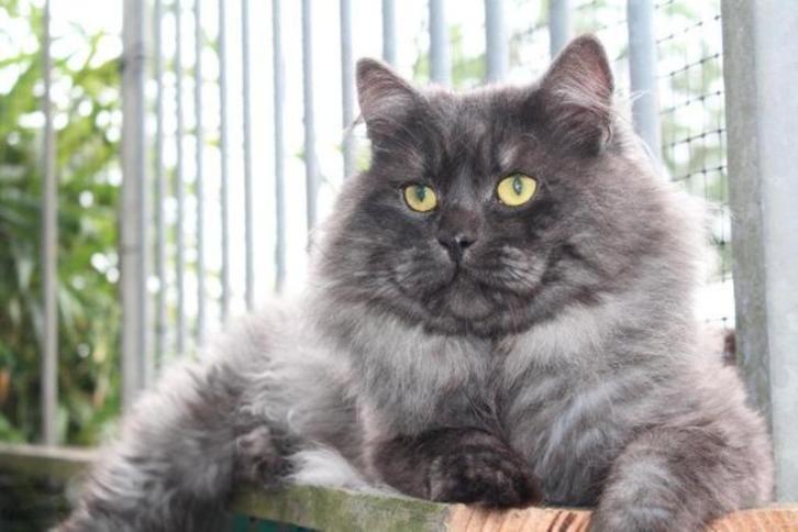 Siberische kat kater in OPTIE, Dieren en Toebehoren, Katten en Kittens | Raskatten | Langhaar, Kater, 3 tot 5 jaar, Met stamboom