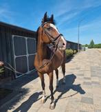 Super knappe allrounder te koop!, Dieren en Toebehoren, Pony's, Ruin, Met stamboom, 3 tot 6 jaar