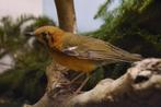 Te koop 0-1 Damalijster, Vrouwelijk, Tropenvogel, Geringd