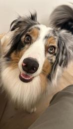Australische herder, Dieren en Toebehoren, Rabiës (hondsdolheid), Overige rassen, 1 tot 2 jaar, Teef
