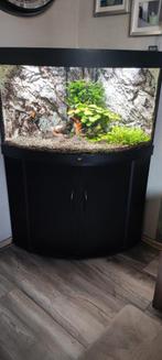 Jewel Trigion 190 met onderkast., Dieren en Toebehoren, Ophalen, Gebruikt, Gevuld zoetwateraquarium