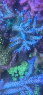 Verschillende soorten stekken, Dieren en Toebehoren, Overige typen, Zoutwatervis