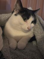 Lieve poes, Poes, Gechipt, 6 jaar of ouder