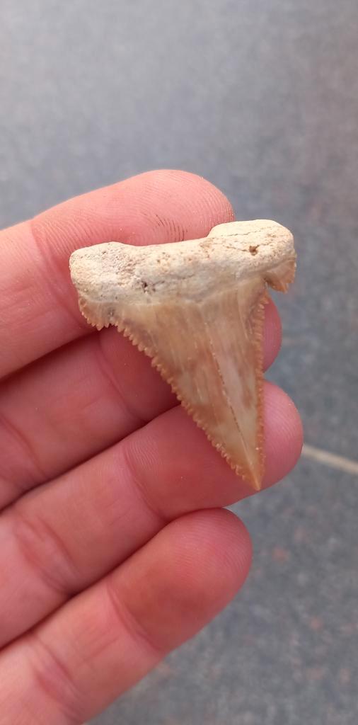 Mooie Palaeocarcharodon haaientand fossiel uit Marokko haai, Verzamelen, Mineralen en Fossielen, Fossiel, Ophalen of Verzenden