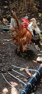 Ayam Serama haantje, Dieren en Toebehoren, Pluimvee, Mannelijk, Kip