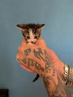 Kittens, Meerdere dieren, Ontwormd