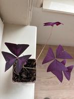 Oxalis Triangularis (klaverzuring), Ophalen, Overige soorten, Halfschaduw, Minder dan 100 cm