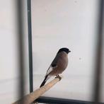 2 Noorse goudvink poppen 2025, Vrouwelijk, Wildzangvogel