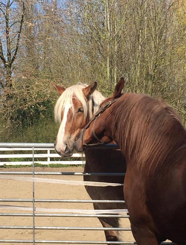 Stalhulp omgeving zuid-holland aangeboden!!, Dieren en Toebehoren, Paarden en Pony's | Overige Paardenspullen, Overige soorten