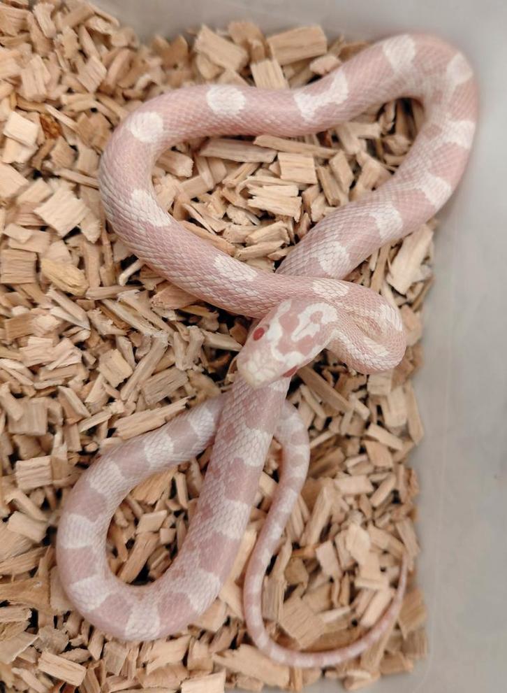 Korenslang Snow het. Sunkissed, caramel, terazzo, stripe