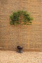 Sierpeer leiboom, Leiboom, Lente, 250 tot 400 cm, Ophalen