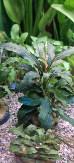 Bucephalandra Theia green, Ophalen, Nieuw, Plant(en), Steen of Hout