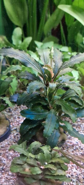 Bucephalandra Theia green beschikbaar voor biedingen