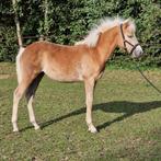 Haflinger merrie veulen, Dieren en Toebehoren, Merrie, Minder dan 160 cm, Recreatiepaard, 0 tot 2 jaar