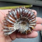 Mooie Gepolijste Ammoniet Fossiel, Verzamelen, Mineralen en Fossielen, Ophalen of Verzenden, Fossiel