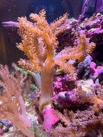 Capnella Kenia Tree Roze nog 2 over., Dieren en Toebehoren, Ophalen, Nieuw, Overige typen