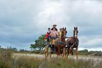 Paarden te koop, Gelderlanders, Meerdere dieren, Gechipt, 160 tot 165 cm, Niet van toepassing