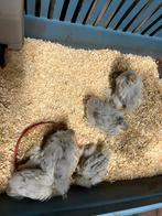 Parelgrijze cochin kriel. Mooie kleurslag., Dieren en Toebehoren, Mannelijk