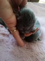 Nestaankondiging. Britse korthaar kittens. Vader Kampioen., Dieren en Toebehoren, Meerdere dieren, Ontwormd, 0 tot 2 jaar