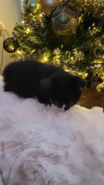 Kittens half Maine Coon gechipt, Dieren en Toebehoren, Katten en Kittens | Raskatten | Langhaar, Meerdere dieren, Gechipt