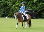 Fantastische, knappe kinderpony, Dieren en Toebehoren, Pony's, Ruin, Dressuurpony, 3 tot 6 jaar, L