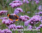 Verbena Bonariensis/Ijzerhard., Ophalen, Zomer, Overige soorten, Volle zon