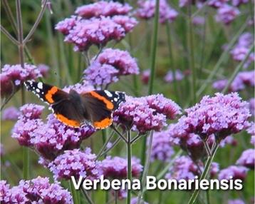 Verbena Bonariensis/Ijzerhard. beschikbaar voor biedingen