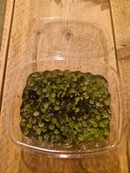 Salvinia Natans (drijfplantjes aquarium), Dieren en Toebehoren, Insecten en Spinnen