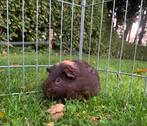 Prachtige Cavia beer, Dieren en Toebehoren, Knaagdieren, Cavia, Augustus, Mannelijk, Tam
