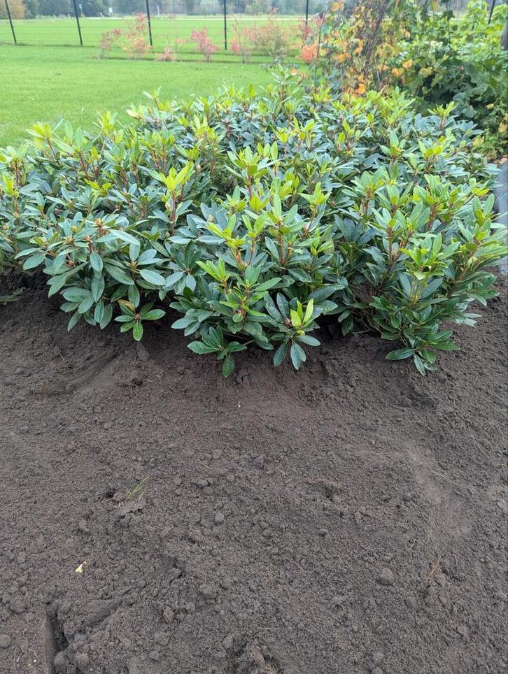 Rhododendron uit de volle grond/kluit, Tuin en Terras, Planten | Struiken en Hagen, Struik, Rhododendron, Minder dan 100 cm, Ophalen