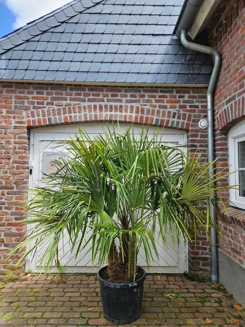 AANBIEDING: TRACHYCARPUS FORTUNEI € 179,- P/MTR. STAM., Tuin en Terras, Planten | Bomen, Palmboom, 100 tot 250 cm, Halfschaduw
